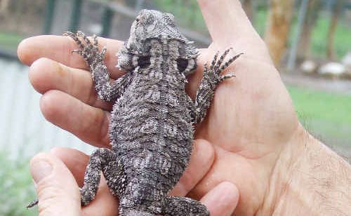 This bearded dragon was confiscated from a prisoner at Maryborough Correctional Centre – its deformed tail is the result of an inadequate diet while being kept in captivity. This bearded dragon was confiscated from a prisoner at Maryborough Correctional Centre – its deformed tail is the result of an inadequate diet while being kept in captivity.
